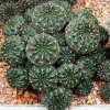 Gymnocalycium_gibbosum